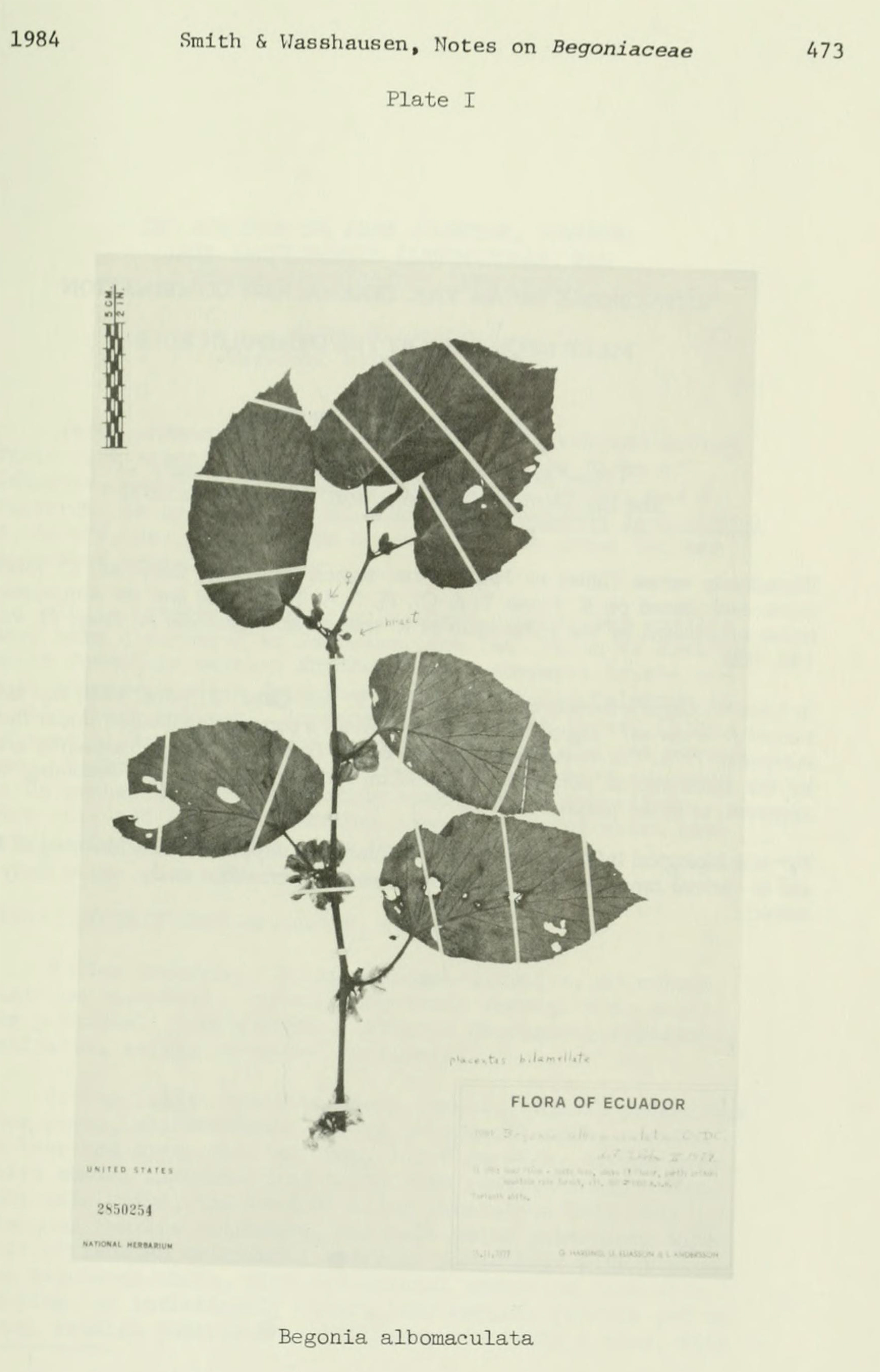 B. albomaculata